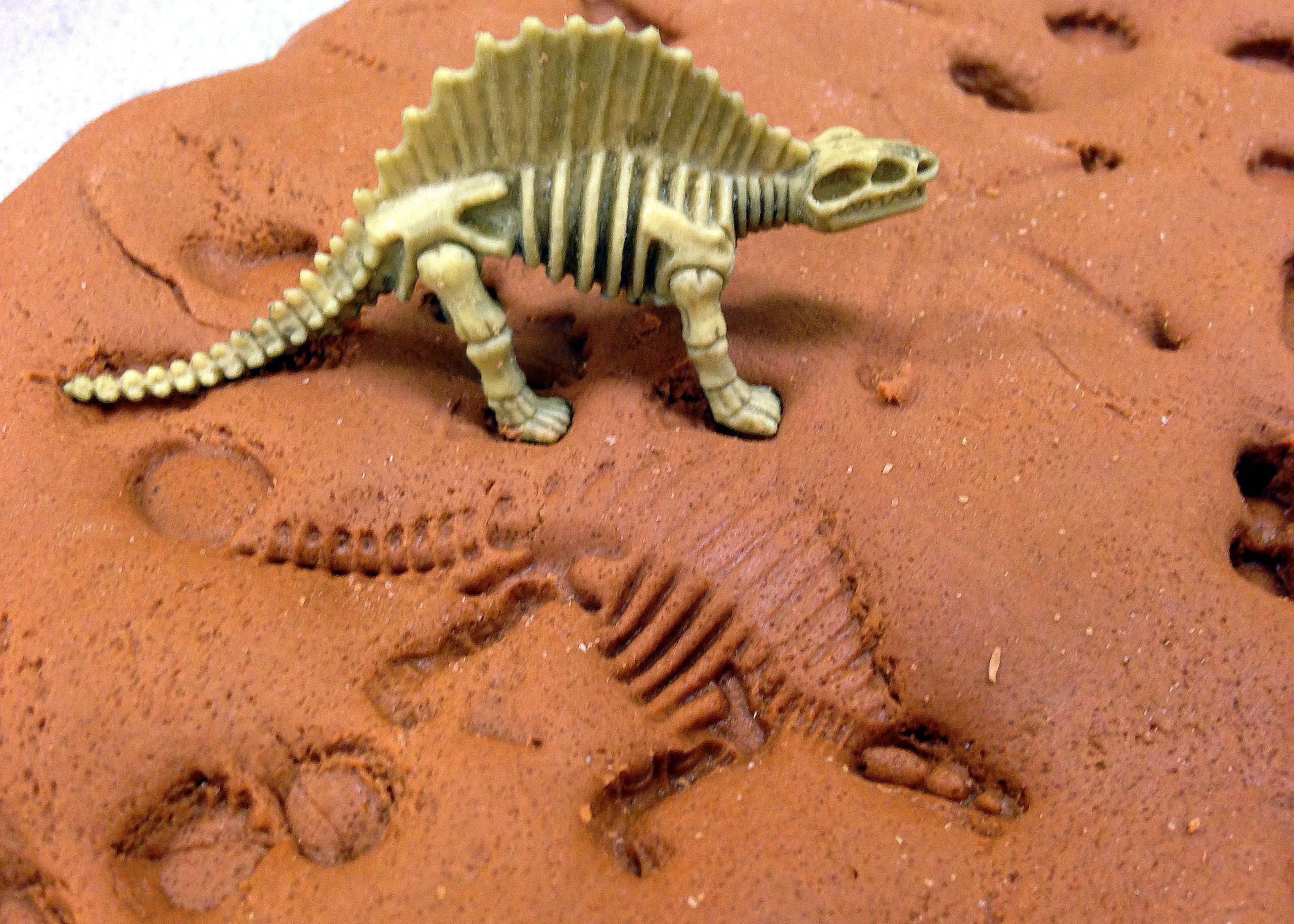Calling all Paleontologists: Fossil Making | Children's Museum of Richmond