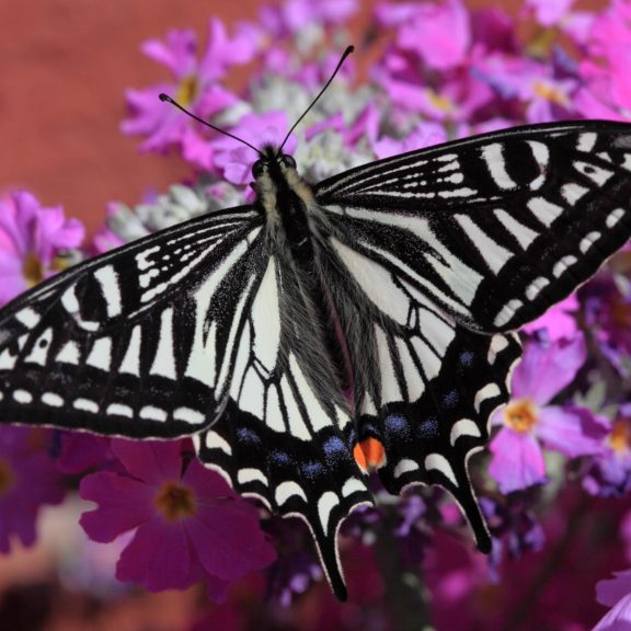 Black and white butterfly on purple flowers. Bugs in the garden.