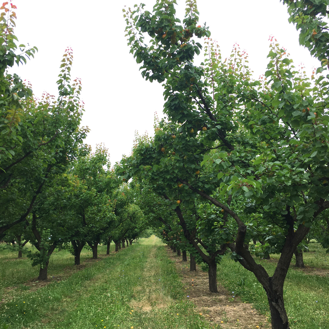 Row of perennial fruit trees in bloom. Orchard with green leaves and fruit.