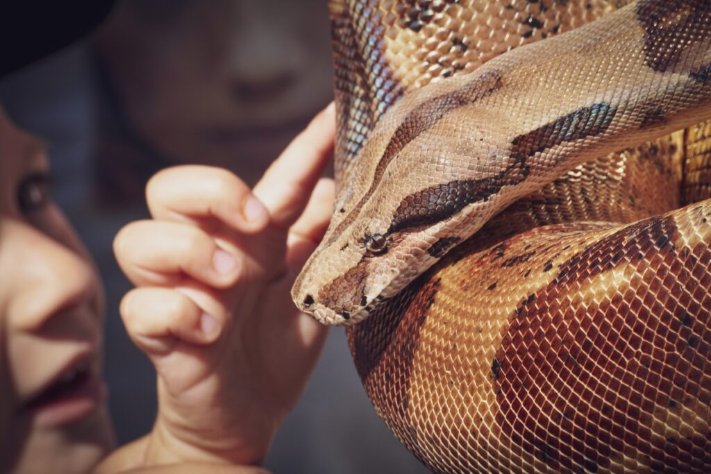 Child looks at a patterned snake. Downtown Seymour Sparks.