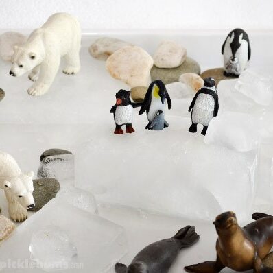 Artic Animals