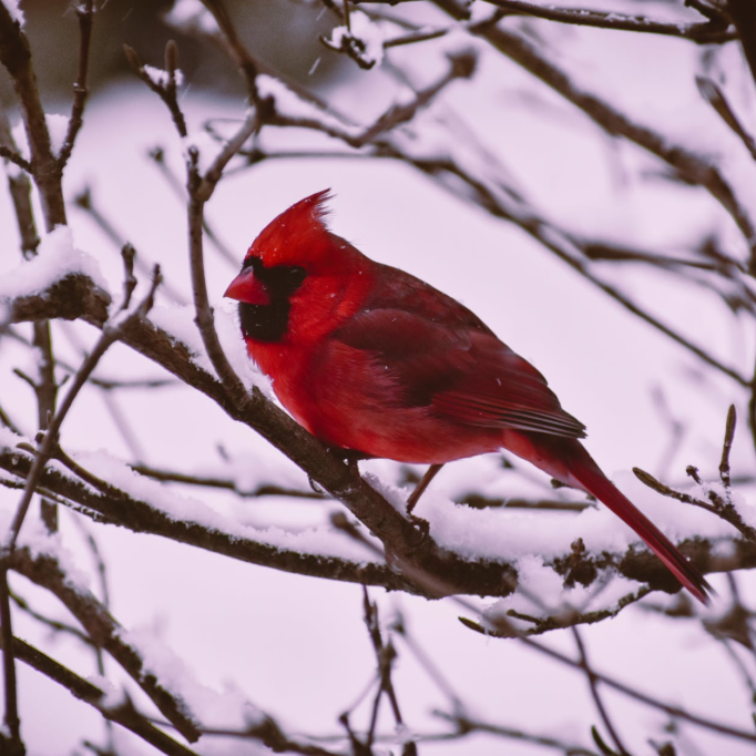 cardinal