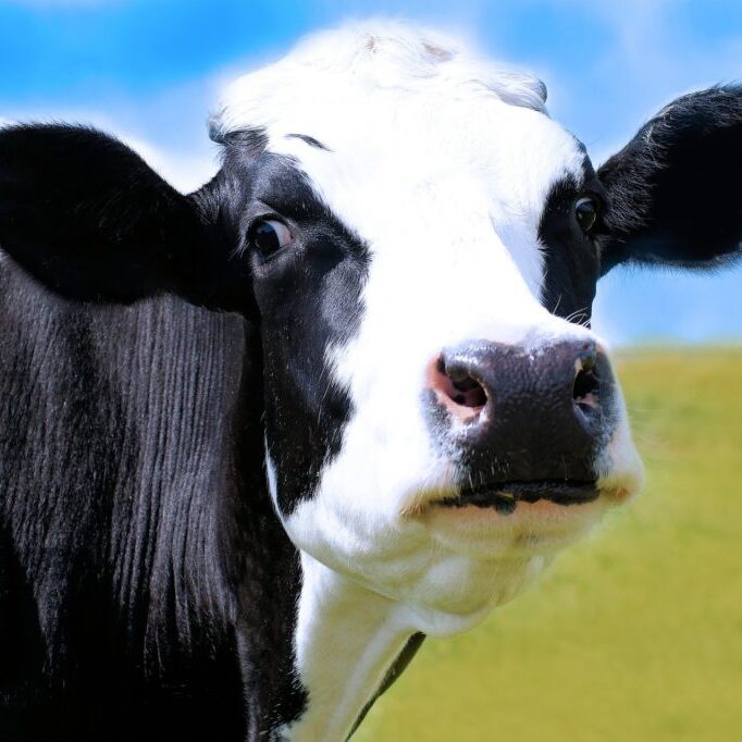 cow-634283_1920