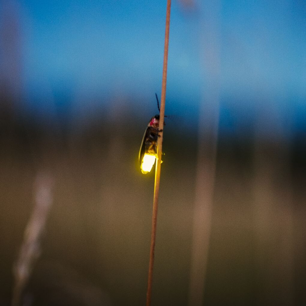 firefly-blurred-flying-at-dusk-while-lighting-up-royalty-free-image-1593015773